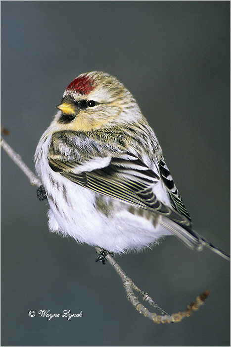 Hoary Redpoll 101 by Dr. Wayne Lynch &copy;